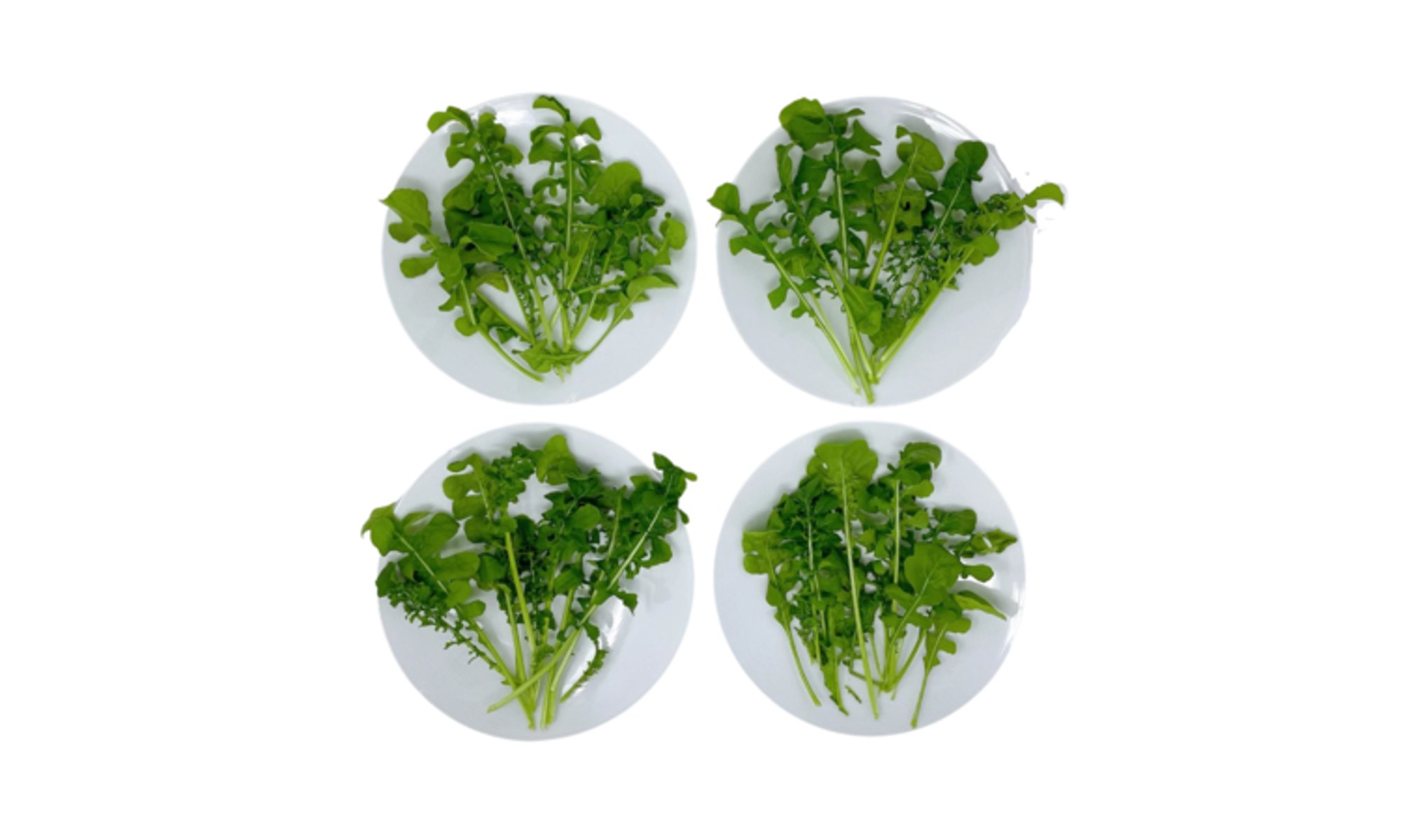 Arugula (1/3 lb)
