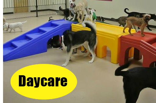 Jagger's Doggie Daycare, Dog Grooming, Training & Boarding Photo