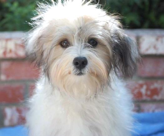 Pet Relocation Image