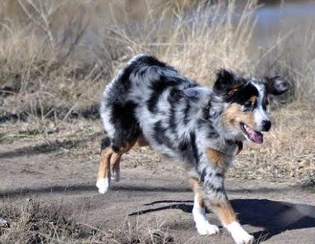 Pet Relocation Image