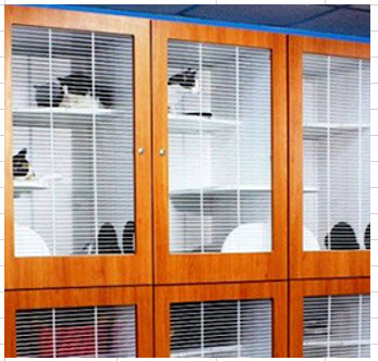 Whiskers on Kittens Boarding Image