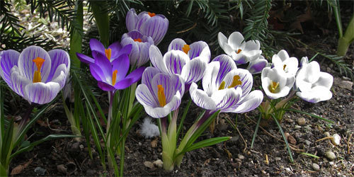 Gallery thumbnail