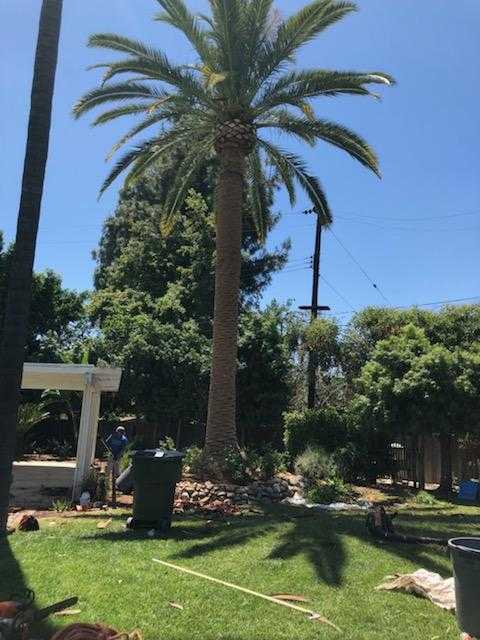 Maple Tree Services Logo