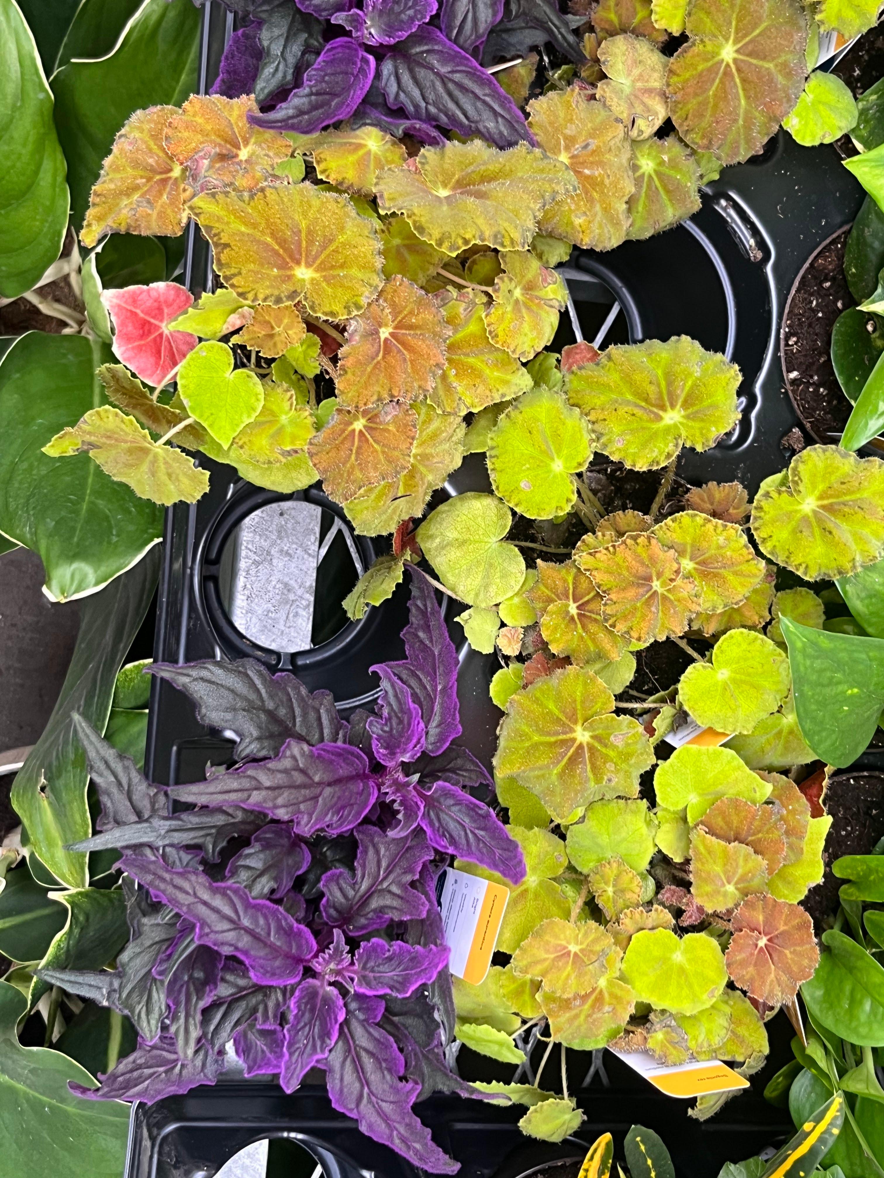 Terrarium Station Image