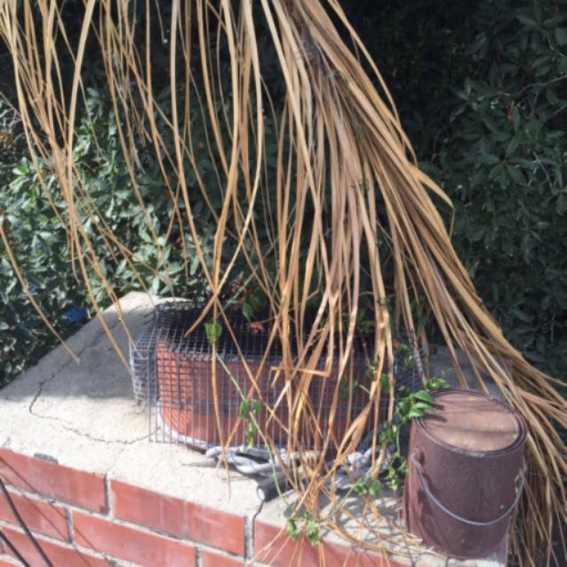 Red Hood Chimney Sweep Image