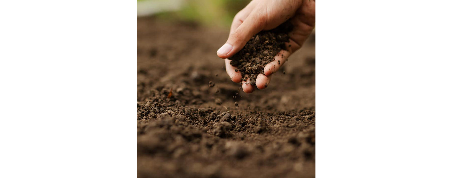 Verona Collective Image