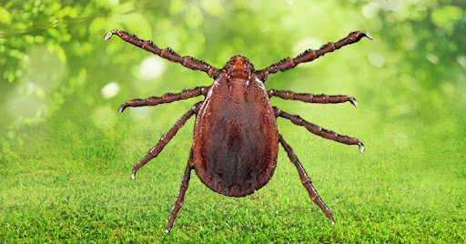 NJ Pest Control Image