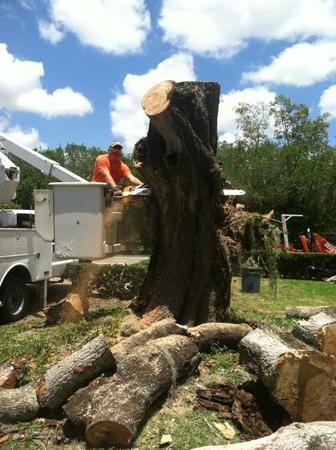 Images Deans Tree Services