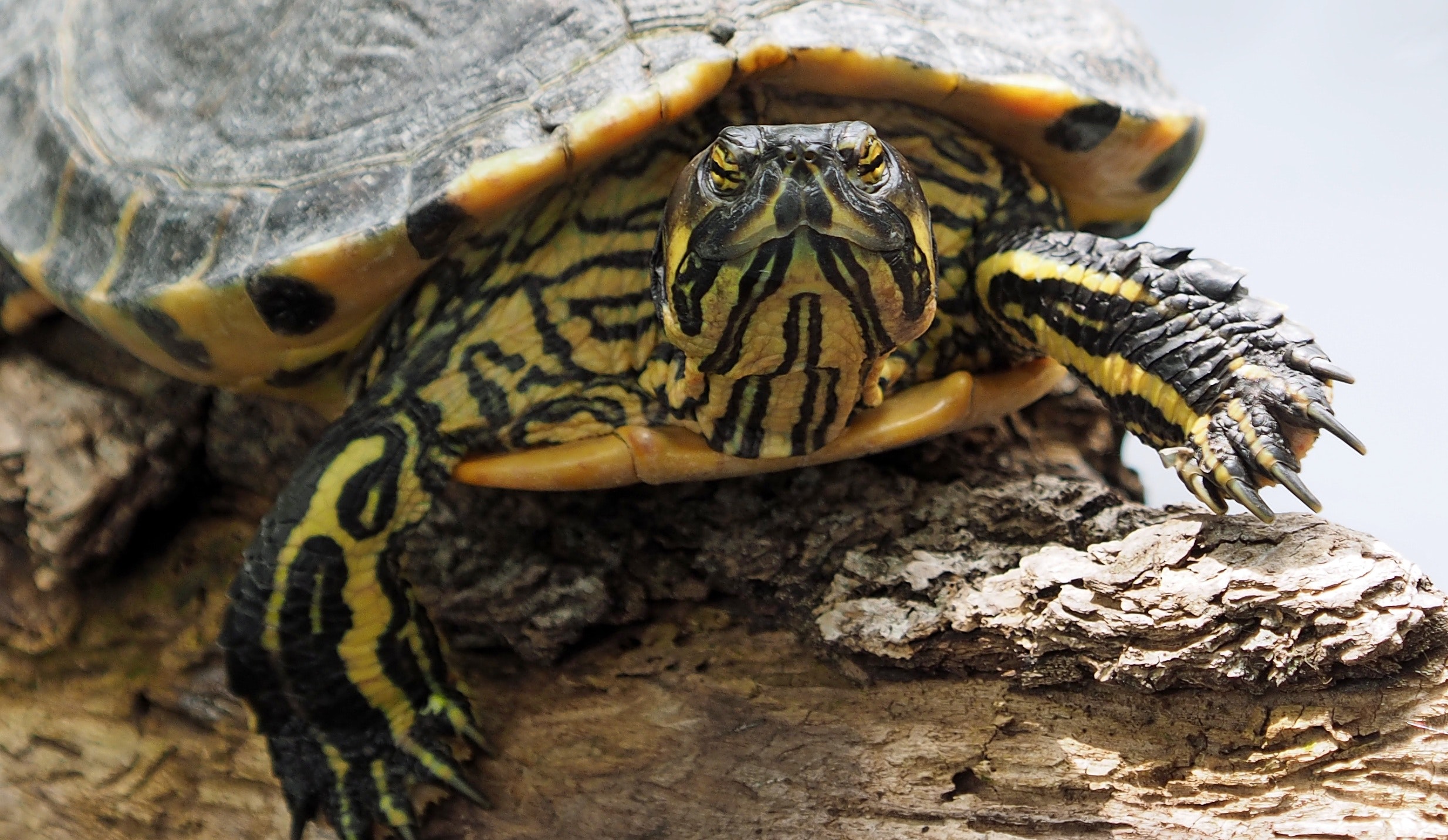 Turtle Food