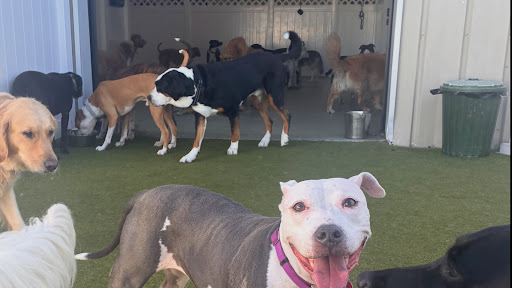 Paws 'n' Rec - St. Pete
