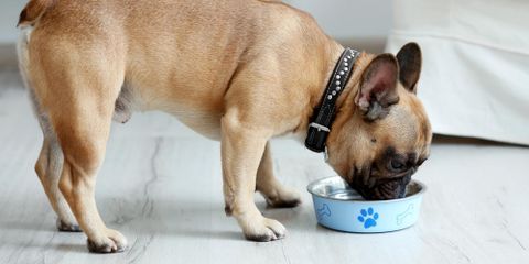 How Can I Make Sure My Pet's at a Healthy Weight?