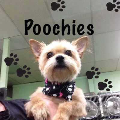 Poochie's Pet Club