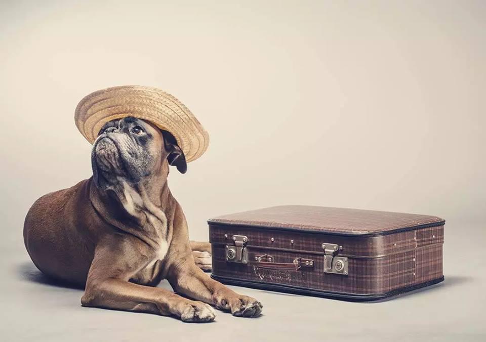 Animal Boarding