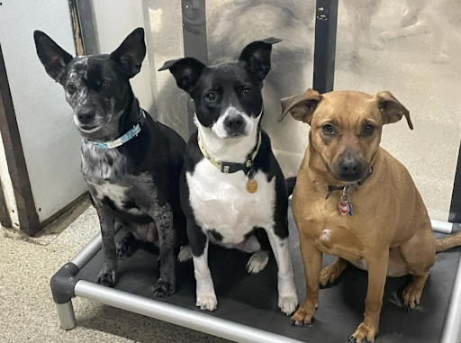 Playtime Pet Resort