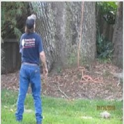 Windsor & Son Tree Service Photo