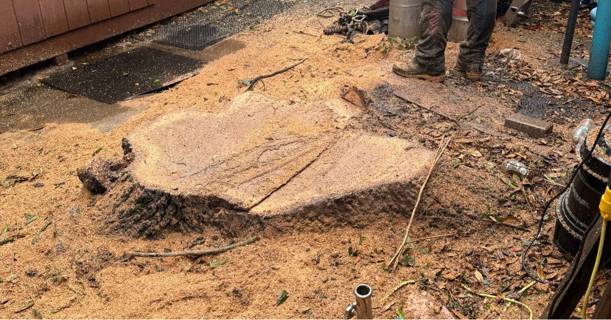 My Florida Tree Guys Image