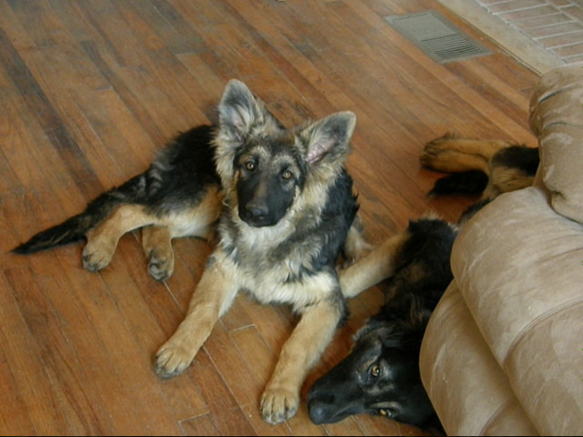 Calico Junction Long Coat German Shepherds Photo