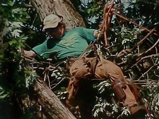 Tip Top Tree Logo