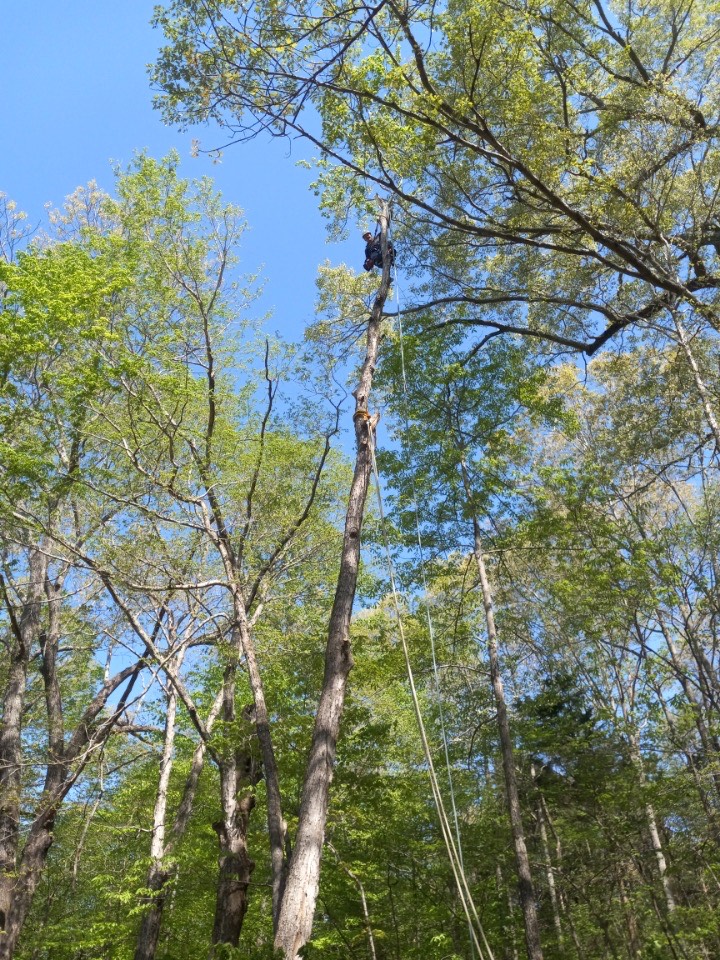 Bob Evans Tree Service Image
