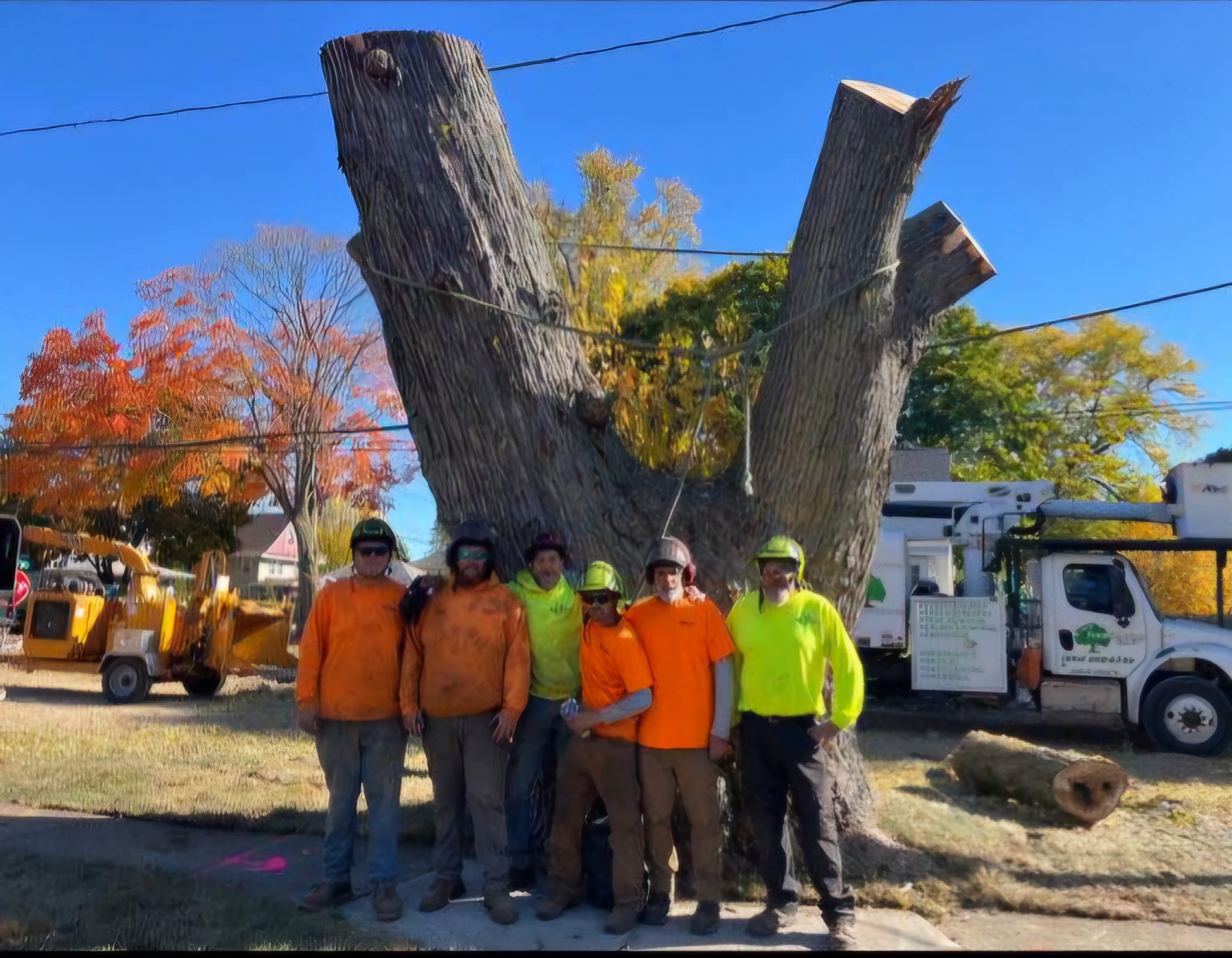Tim's Tree Service Image
