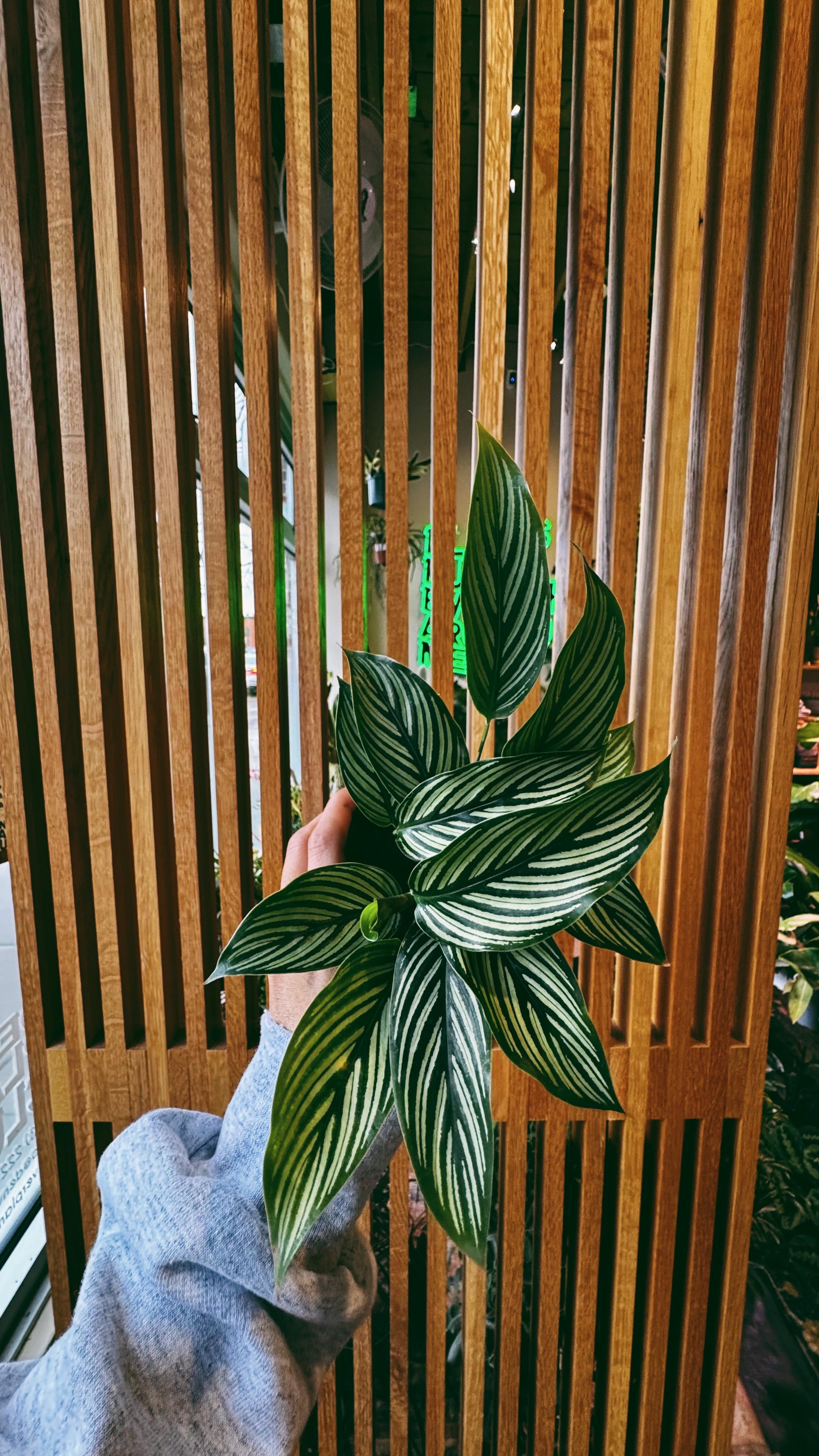 Denver Plant Club Image