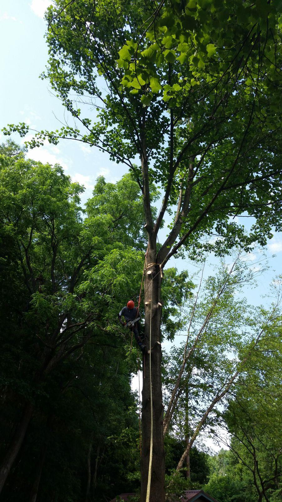 Keil Tree Experts Inc Image