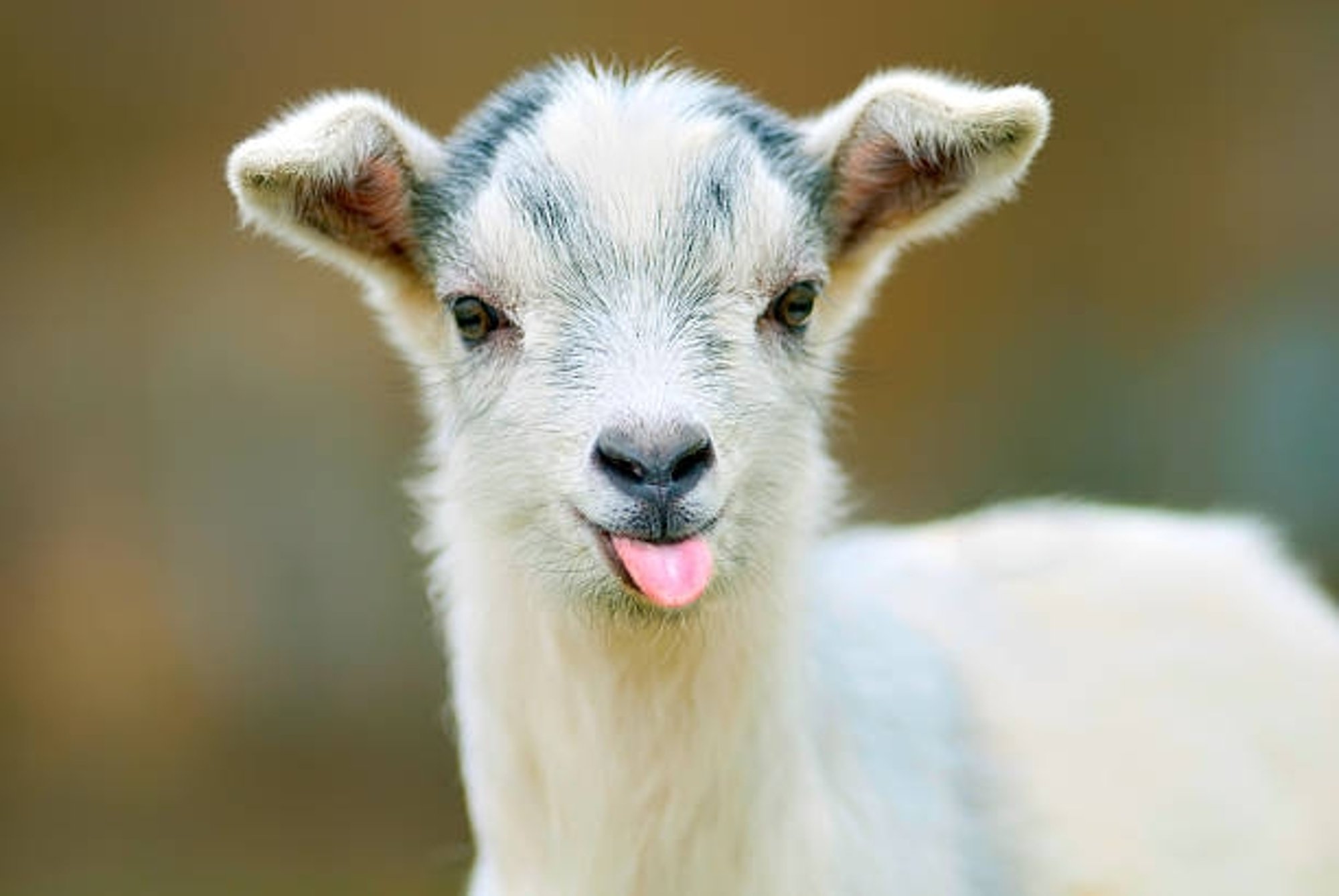 Nanny Goat