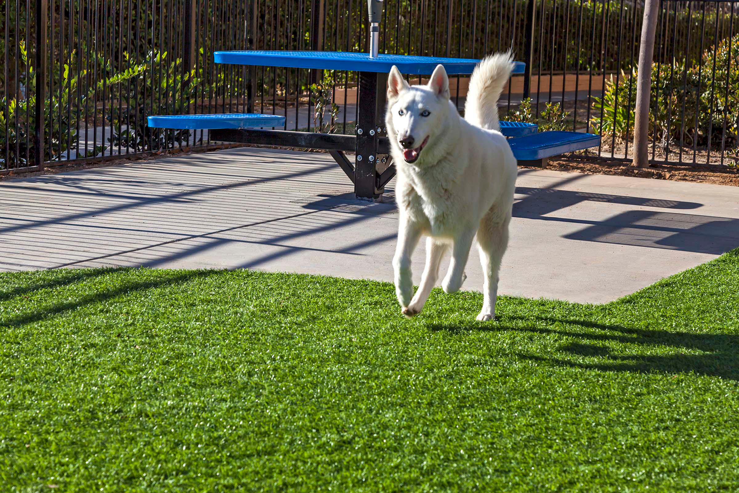 Dog park pet friendly apartment