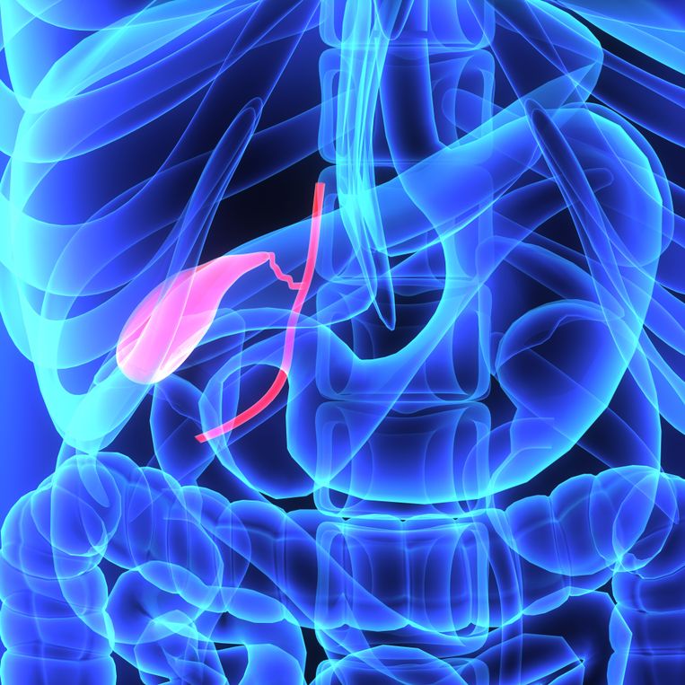 Echographie abdominale