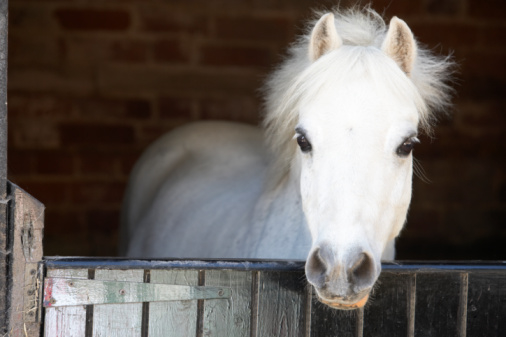 Countryside Equine Veterinary Service Photo