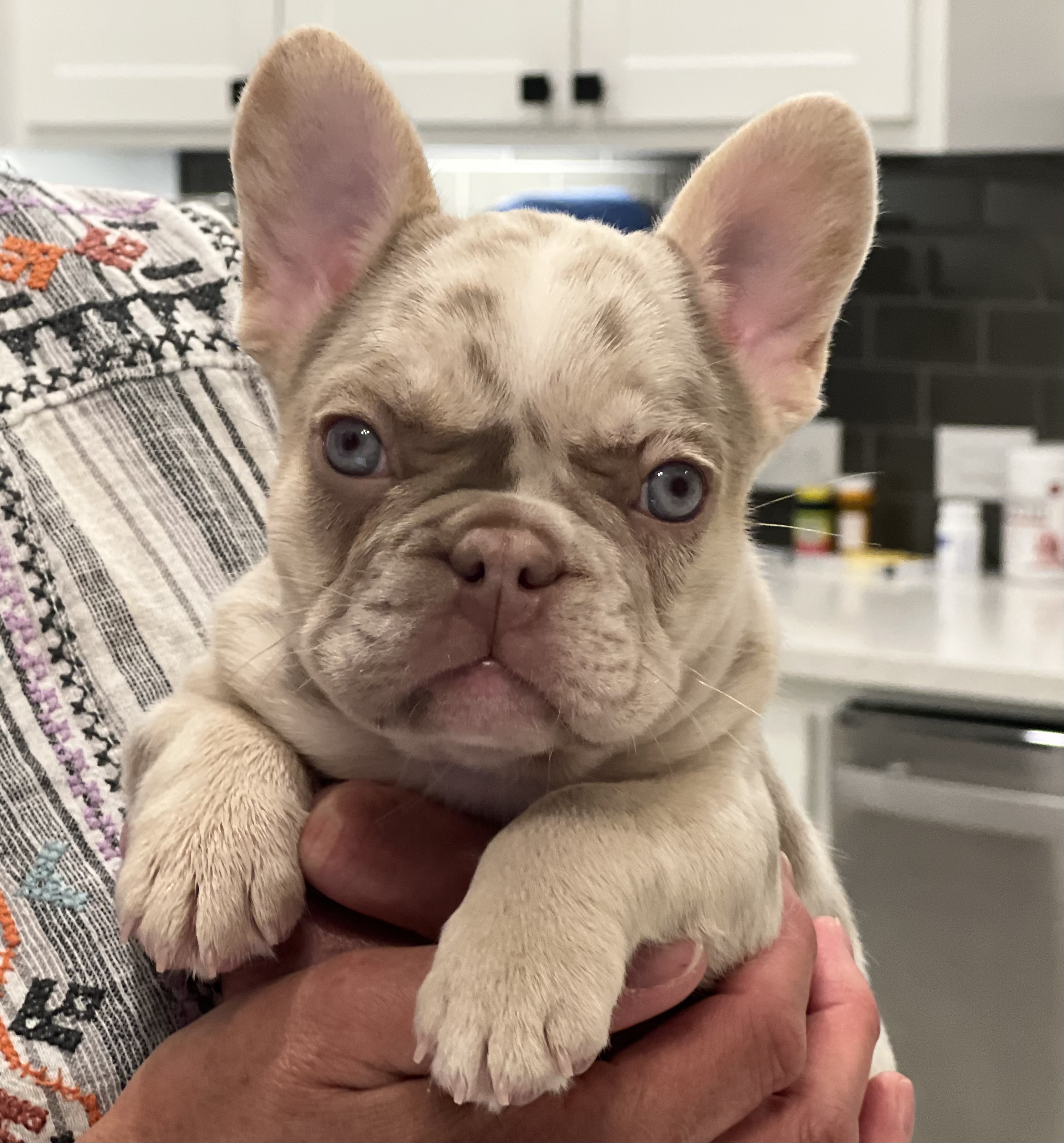 Wild Blue French Bulldogs Image