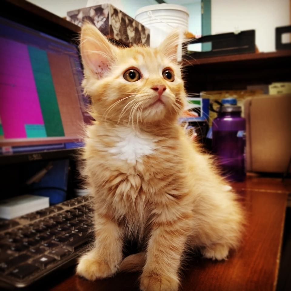 ritson veterinary clinic