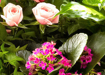 Foster City Flowers & Gifts Image