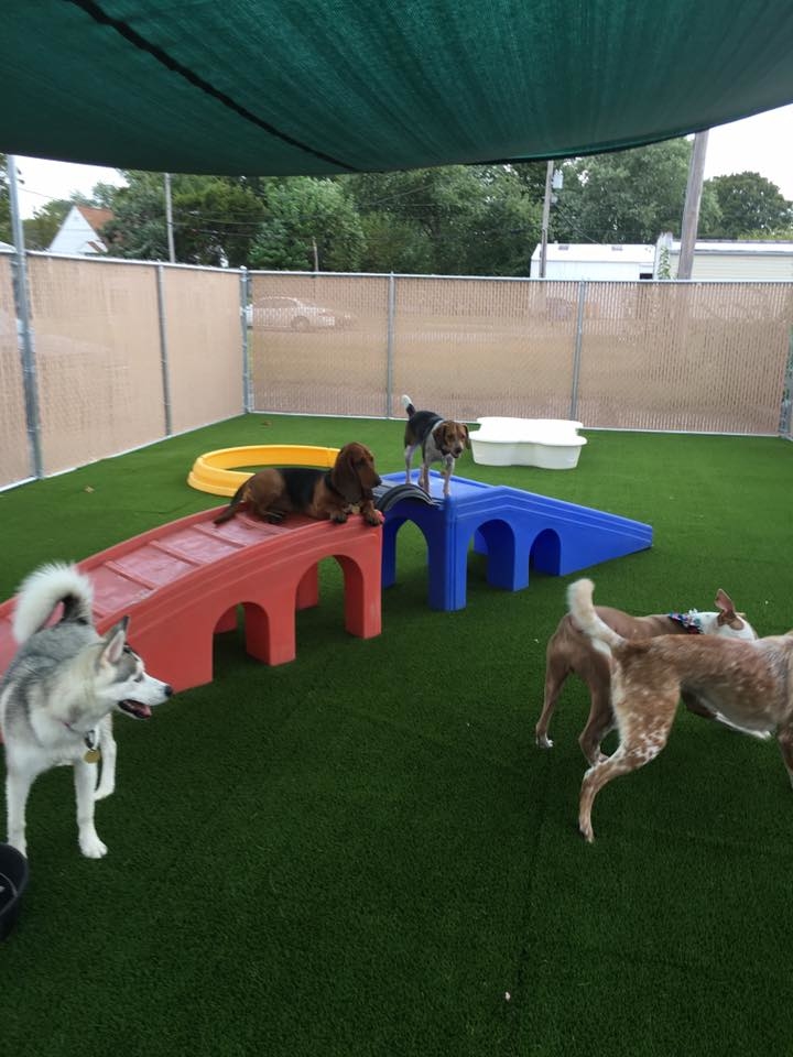 Jagger's Doggie Daycare, Dog Grooming, Training & Boarding Photo