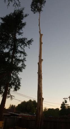 Tree service in San Jose, CA. Tree service in San Jose, CA.