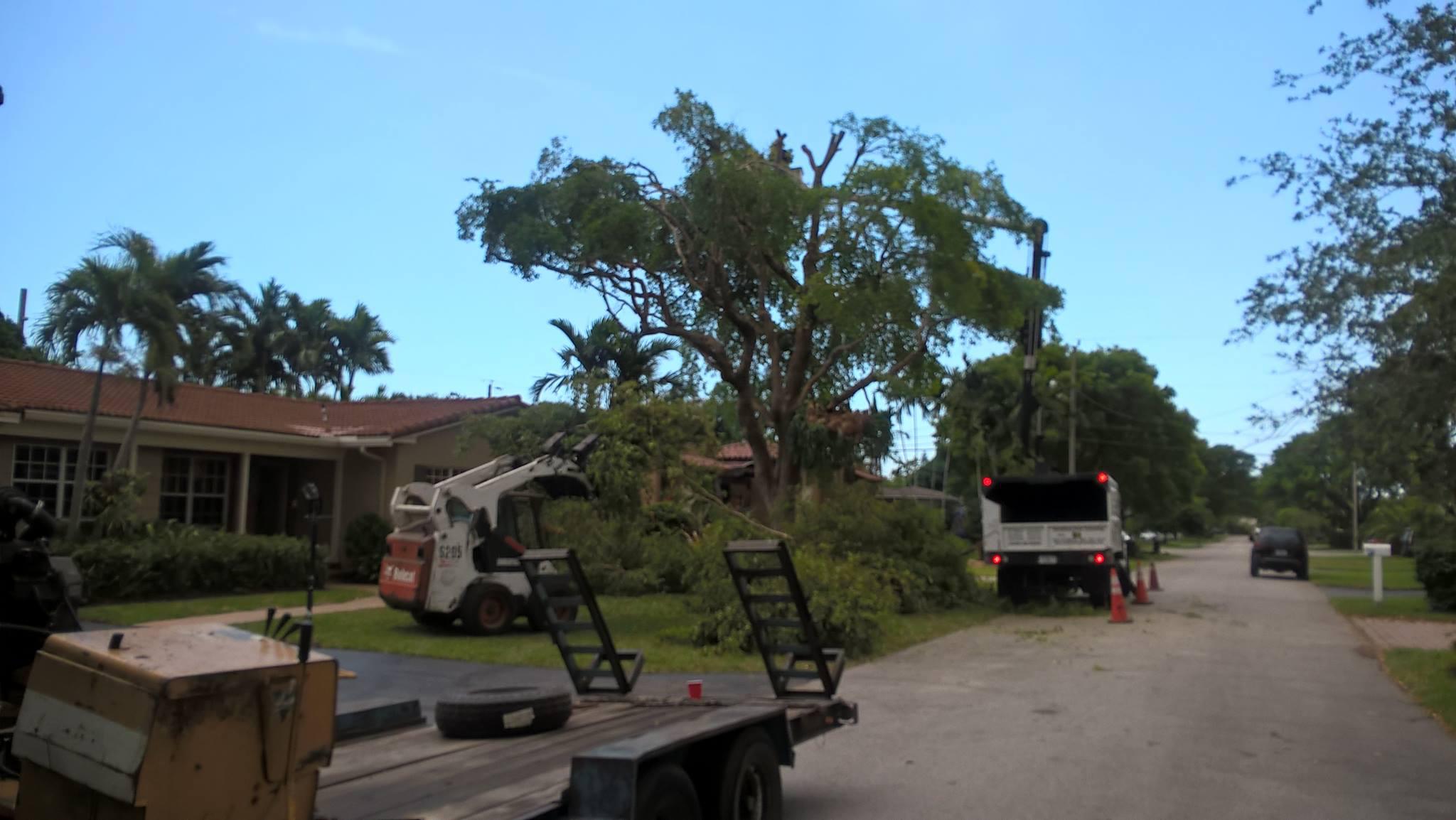 Sunshine Tree Trimming Photo