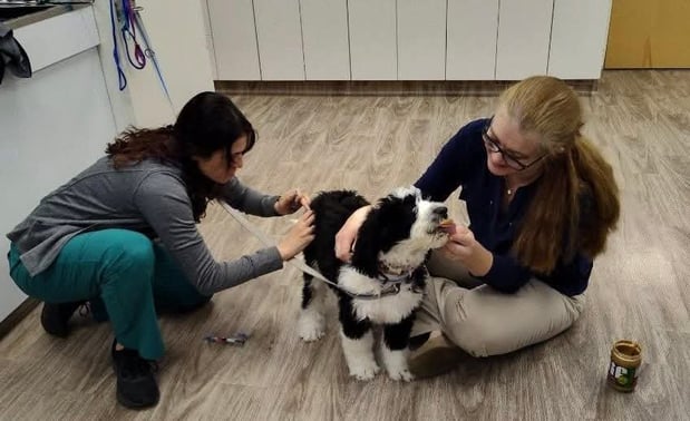 Images VCA AVH Animal Hospital