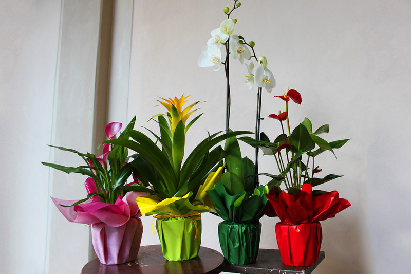 Images D. e D. Packaging