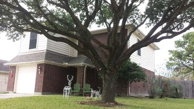 Images TNT Tree Service