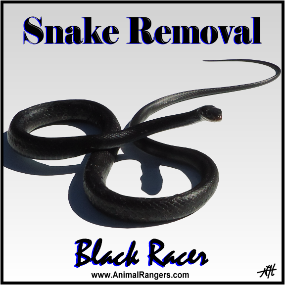 Florida Snake Removal Services