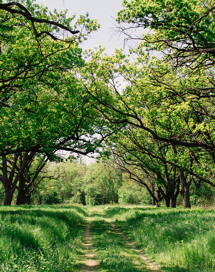 A grassy path through a forested area.