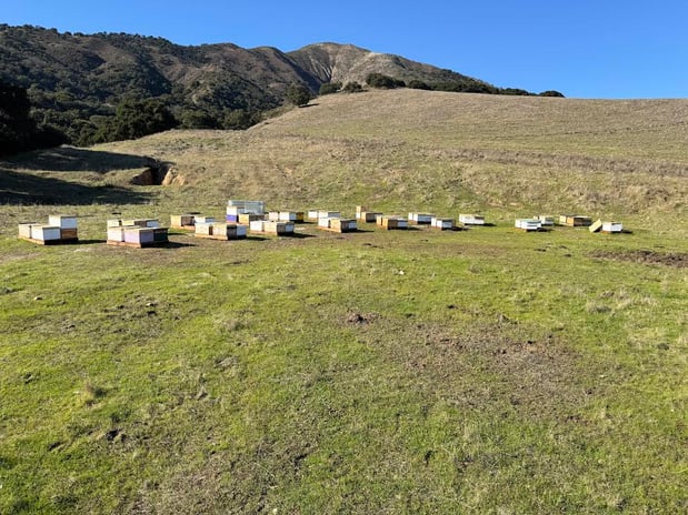 Images Pacific Coast Apiaries