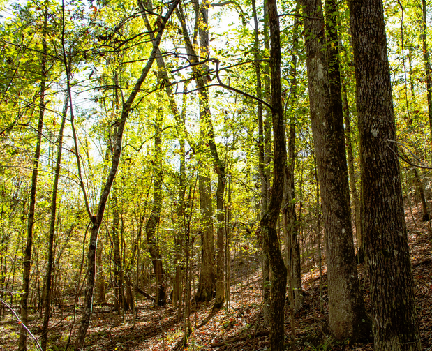 Images Metcalf Land Company, Inc.