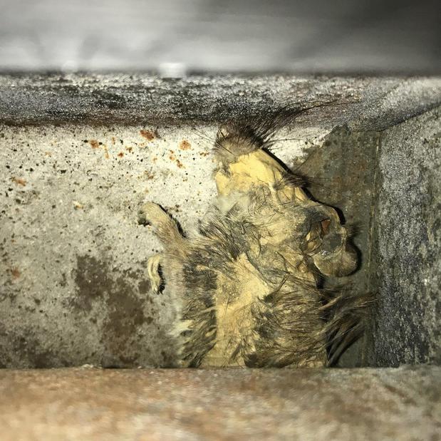 Images Ben's Air Duct Cleaning