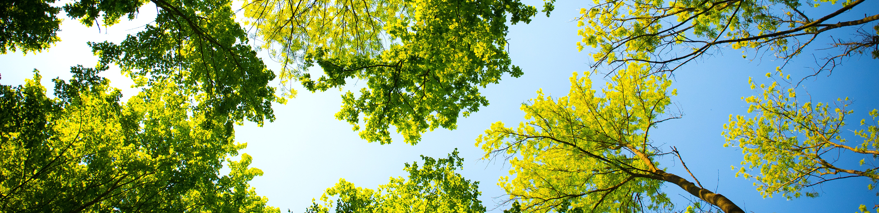 A forest of trees as seen from below.