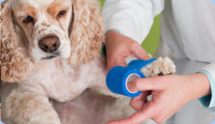 Images All About Pets Animal Hospital