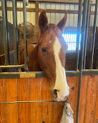 Images Star Ridge Stables