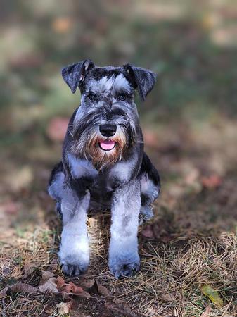 Images A'Lord Miniature Schnauzer