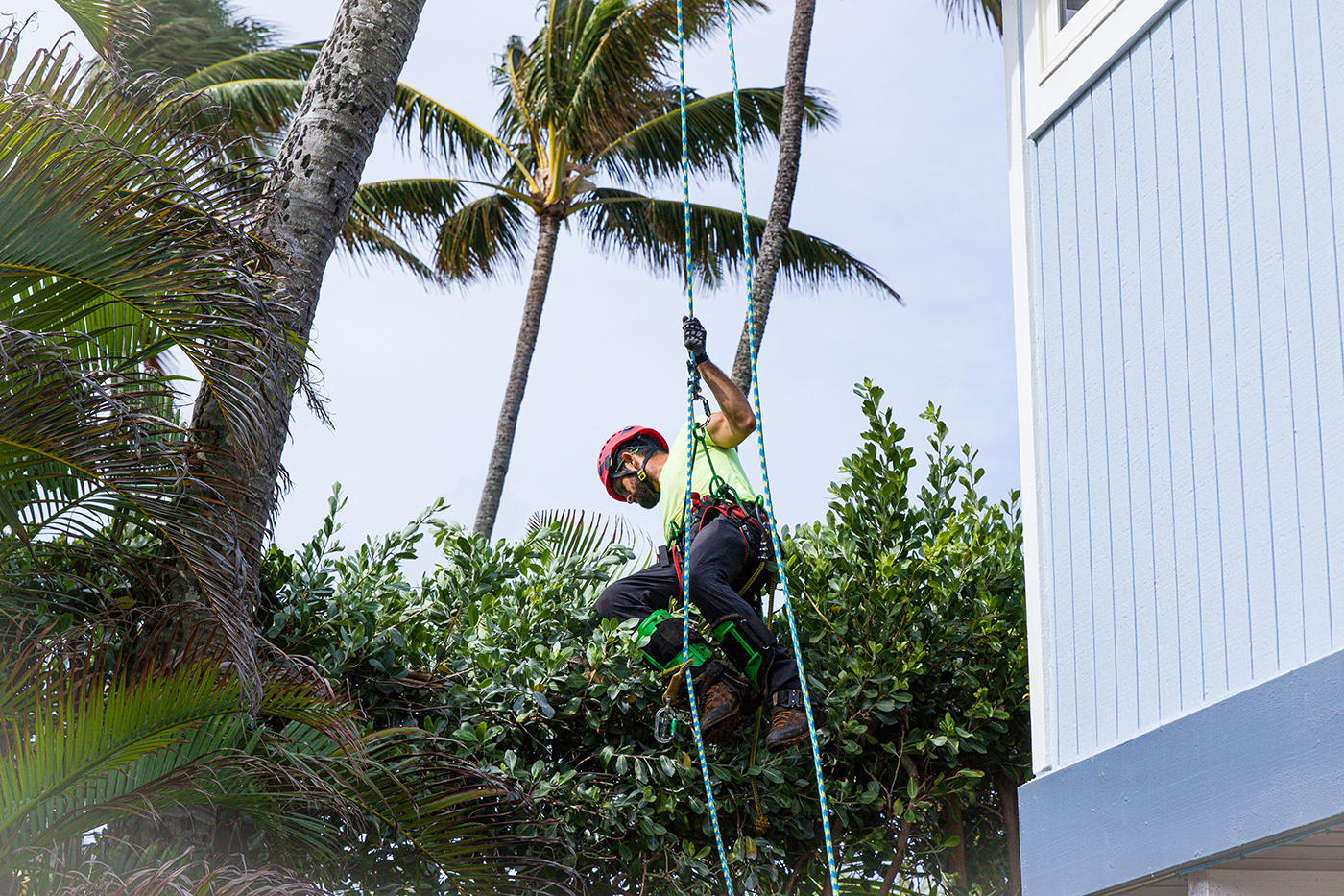 A tree service specialist in Oahu, Hawaii, uses ropes and harnesses to safely climb and trim a tall tree, showcasing skill and expertise.