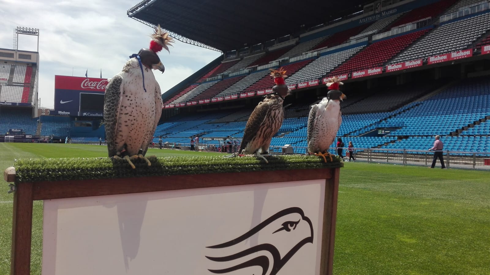 Images Bird Control Falcon S.L.